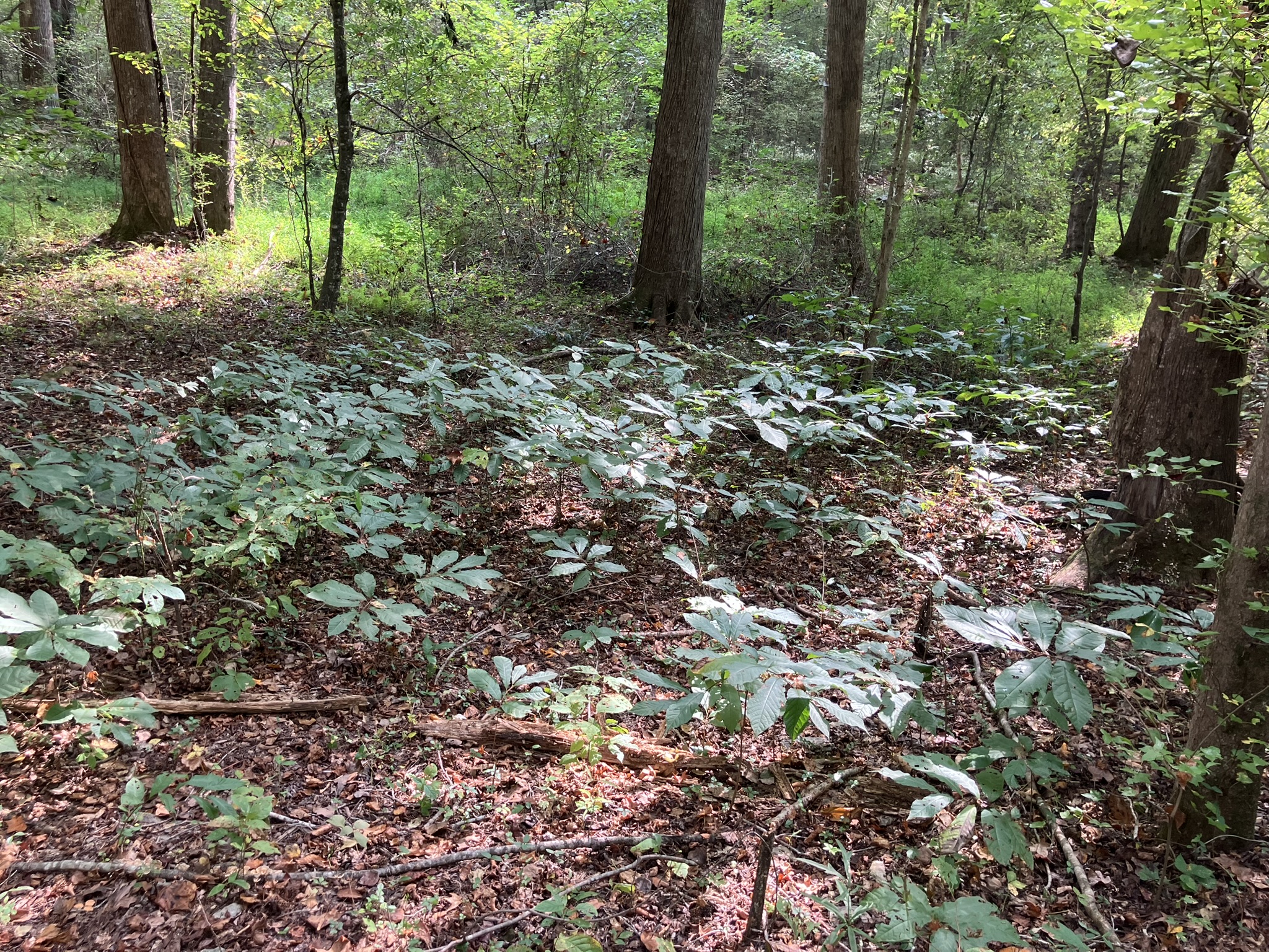 Pawpaw stand in the nearby forest.