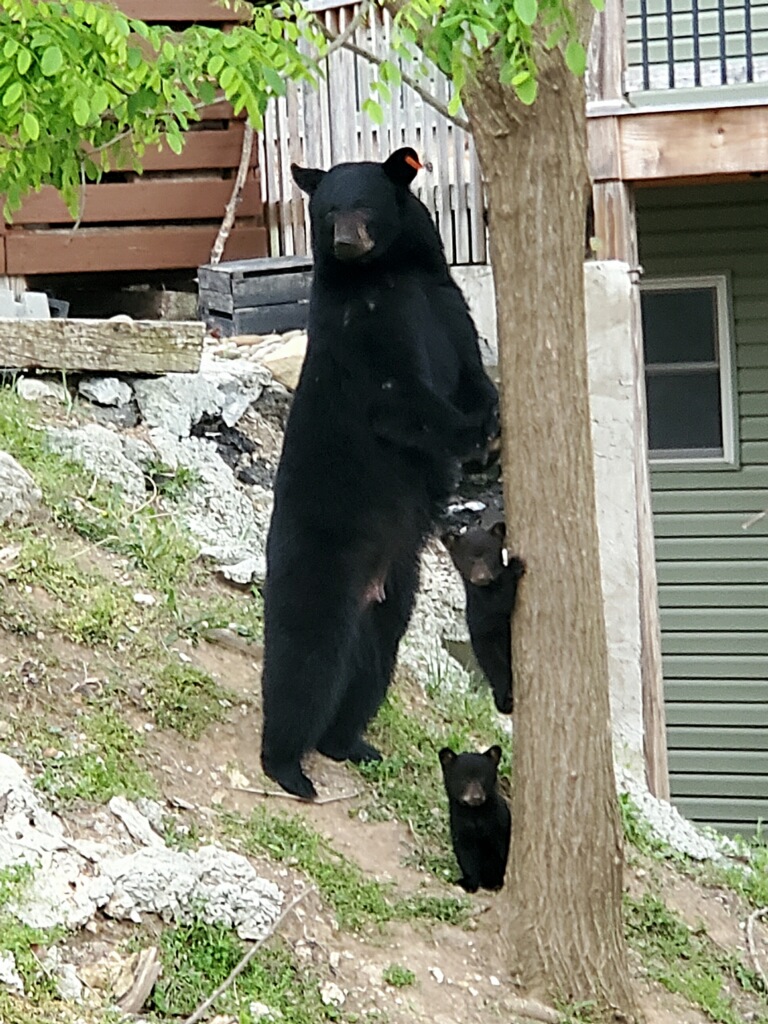 Mama bear and her babies