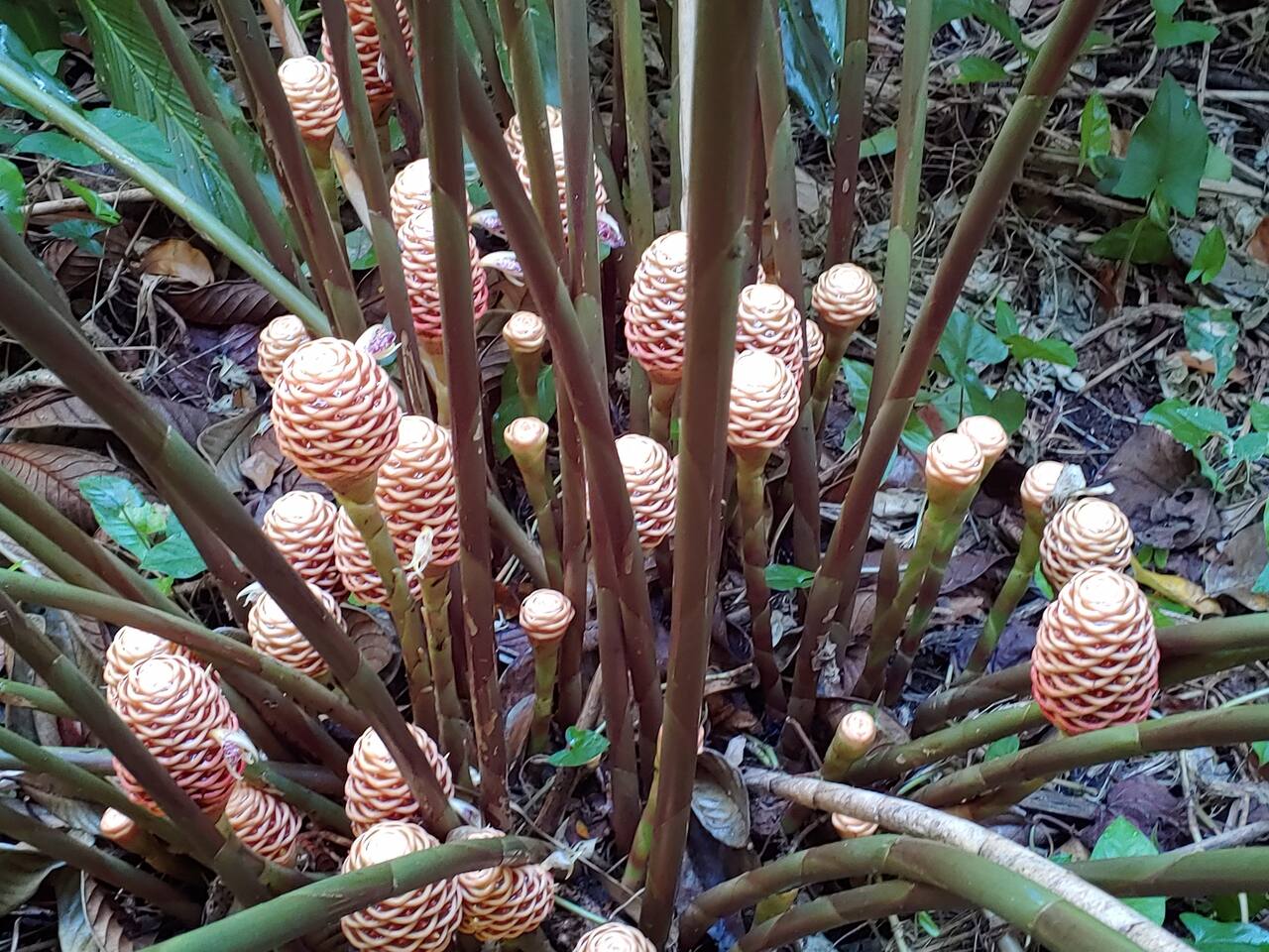 Torch ginger in bloom