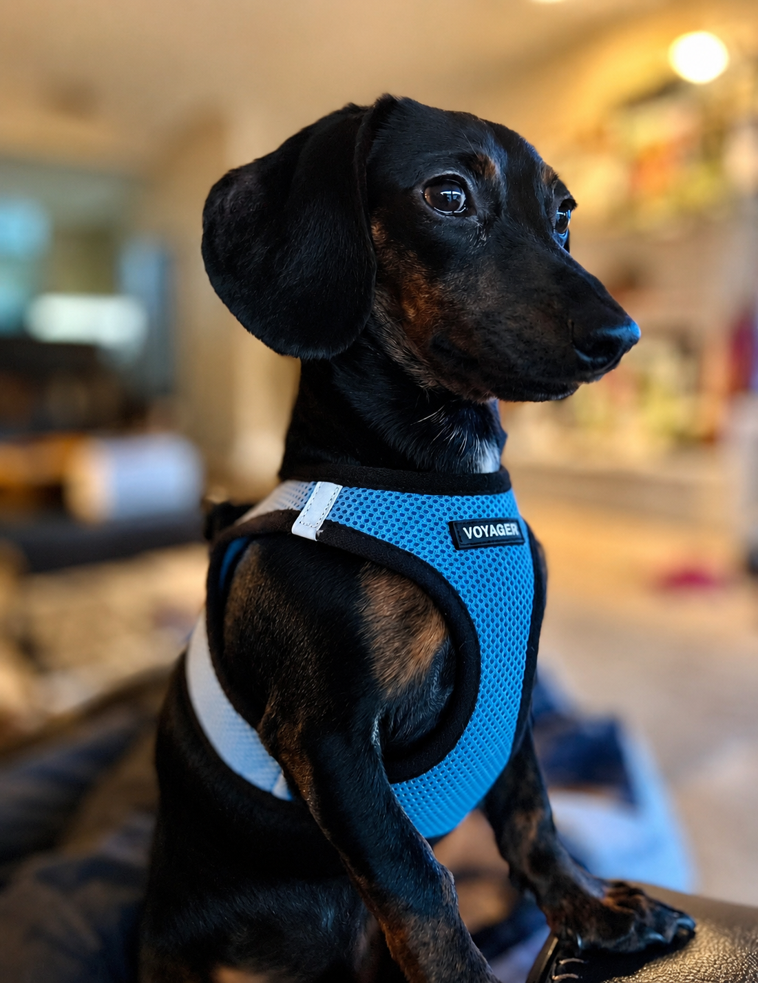 Meet Chet ❤️ — the owner’s adorable pup!