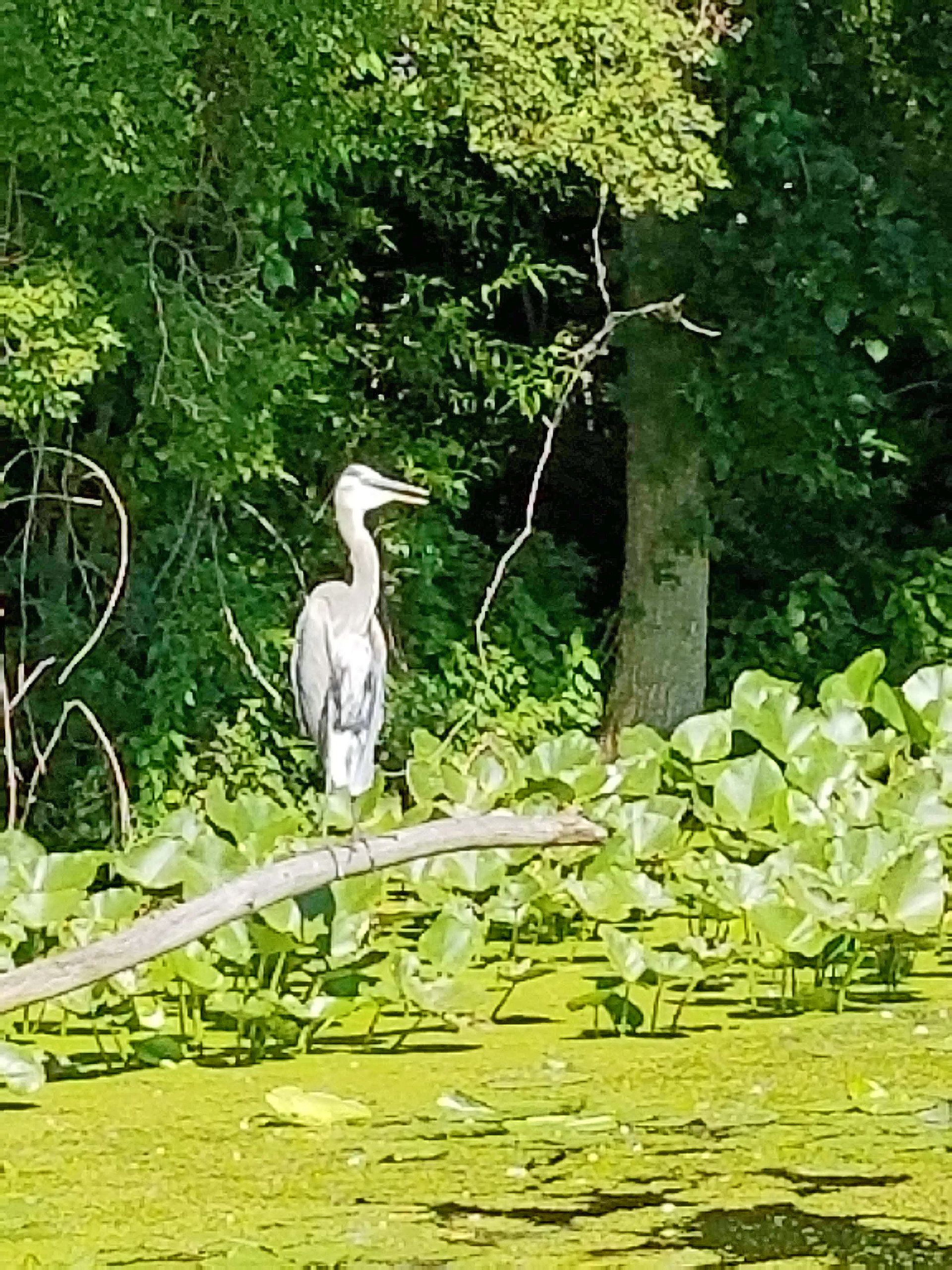 The Waterbury Way - Pelicans