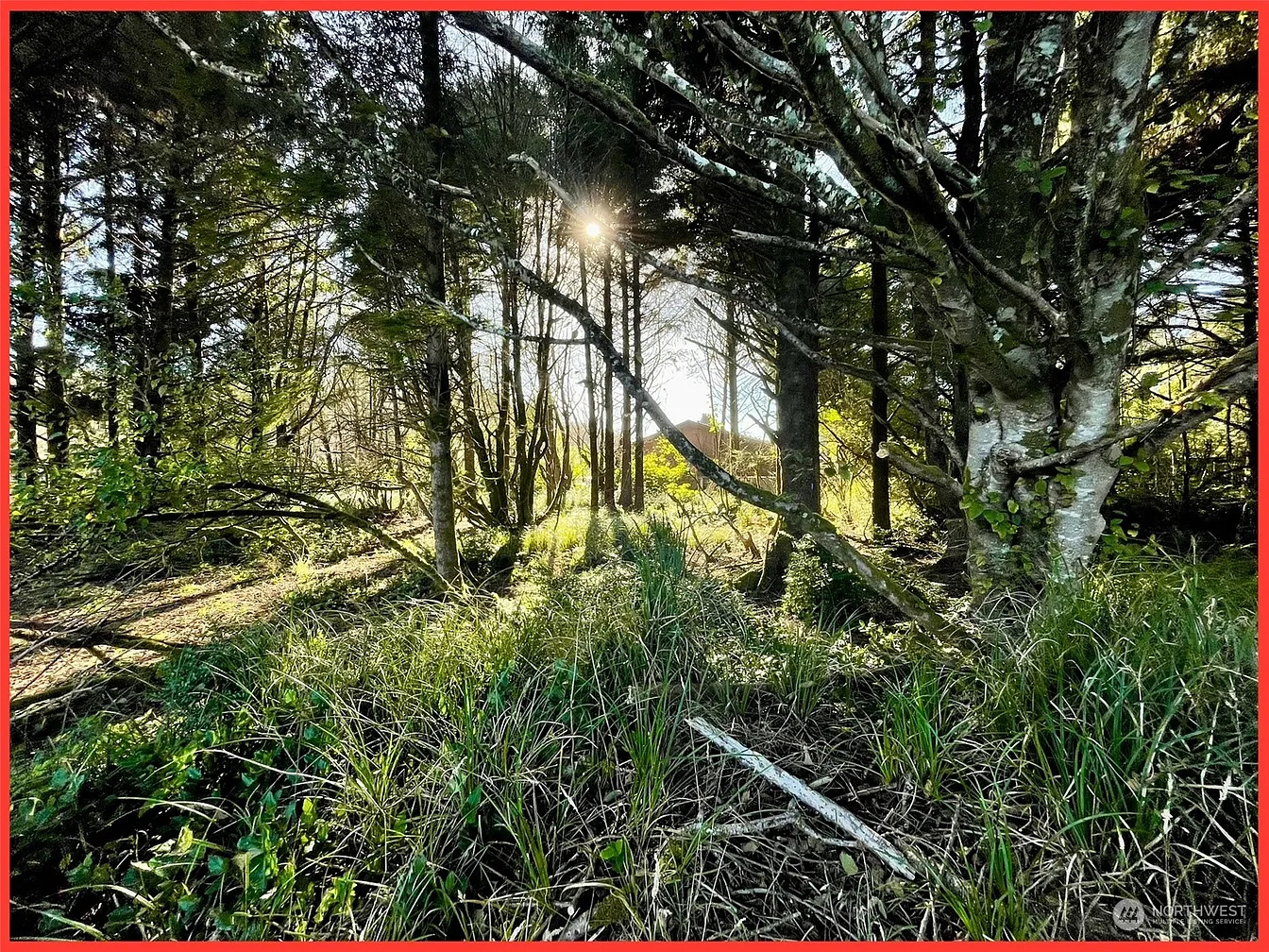 Nestled among the towering evergreens of the Washington coast — peace, privacy, and the sound of the surf just minutes away.