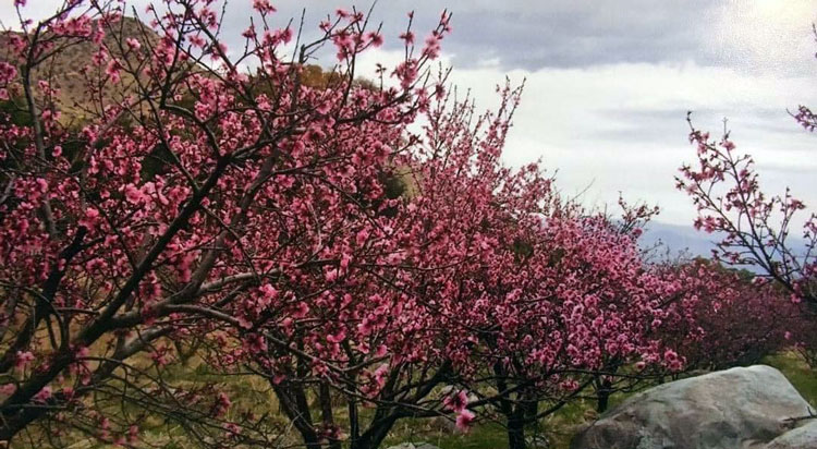 Angle Orchard