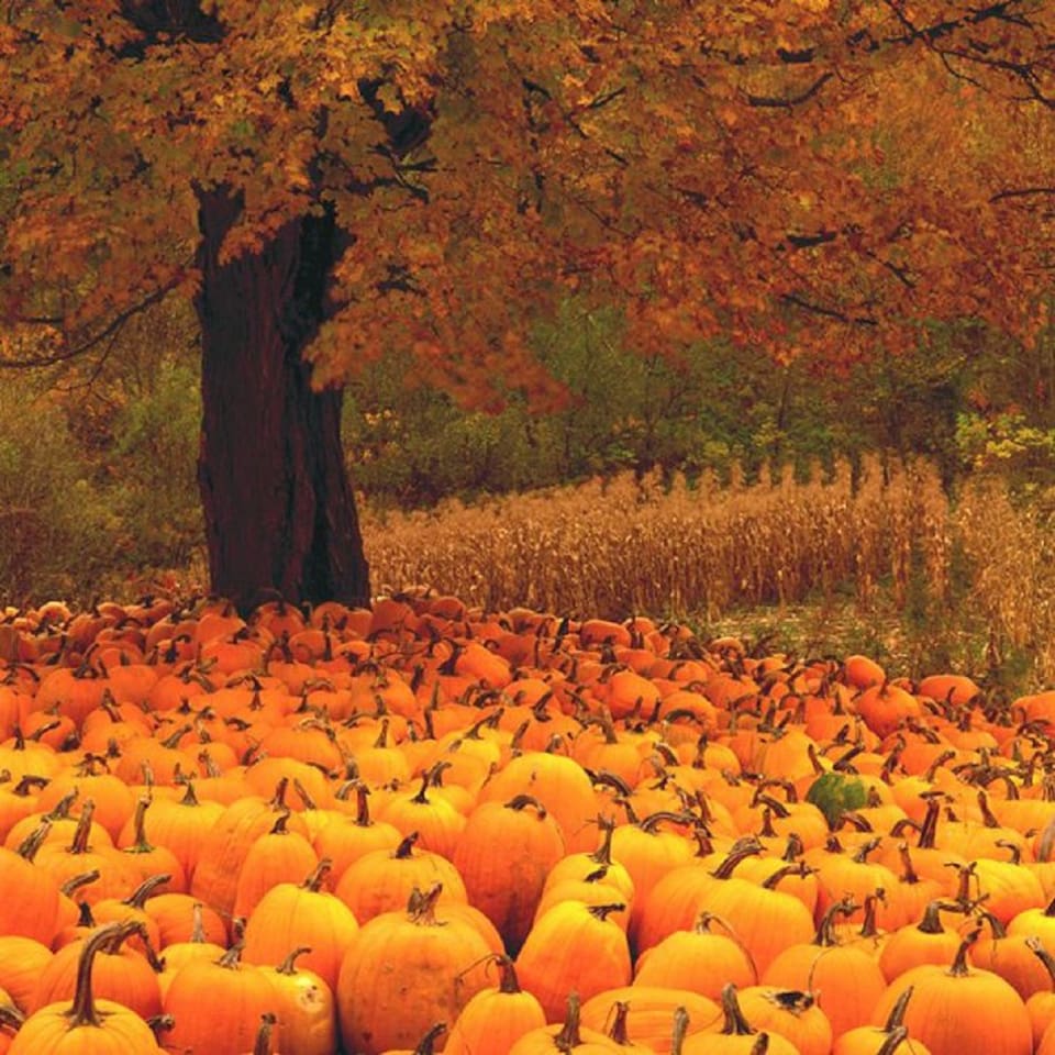 Book now for Fall! Visit one of the many pumpkin patches and pick your own pumpkins!