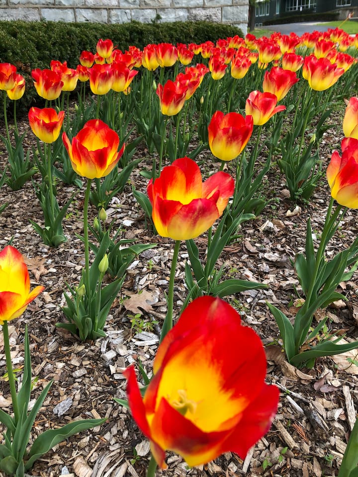 Tulips at the entrance of Cave Hill cemetery and arboretum! Muhammad Ali & Colonel Sanders' gravesites are there.