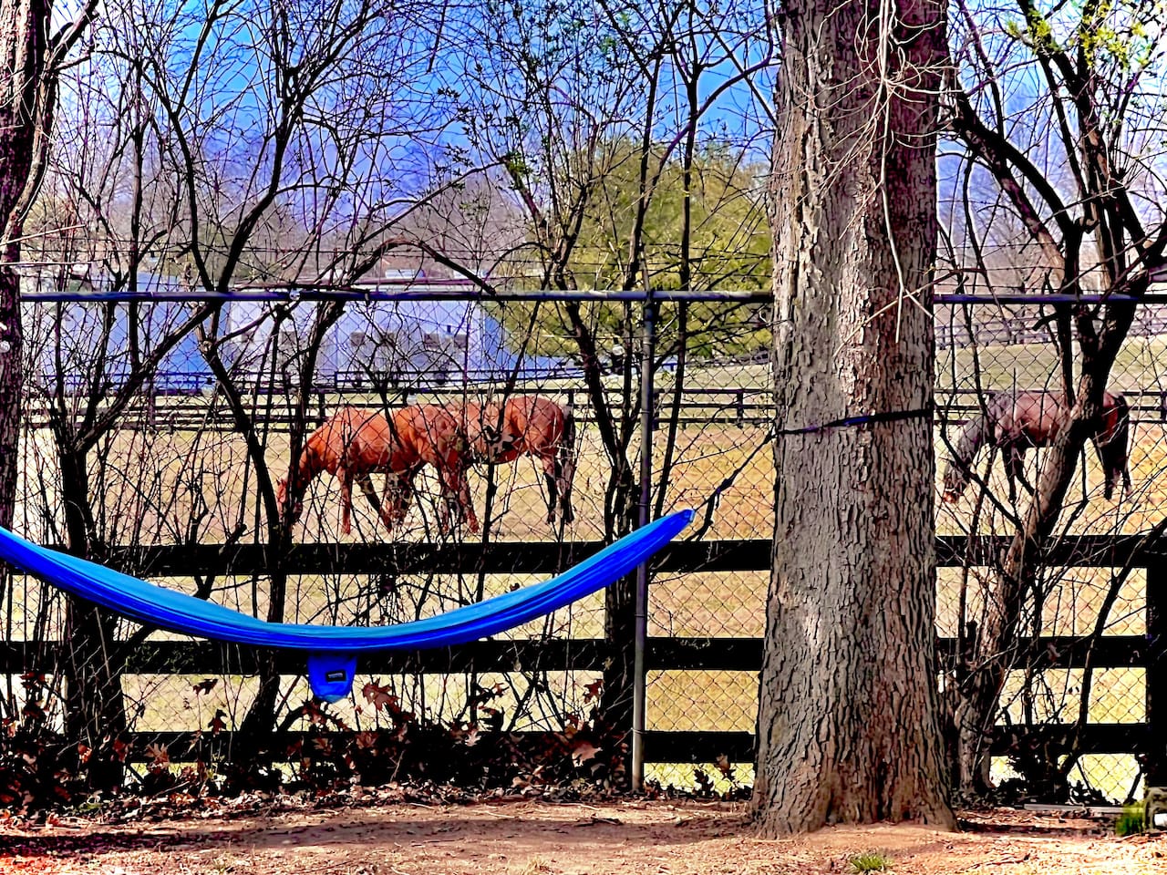 If you’re lucky, you’ll enjoy seeing some of Lexington’s famous thoroughbreds on the neighboring horse pasture.