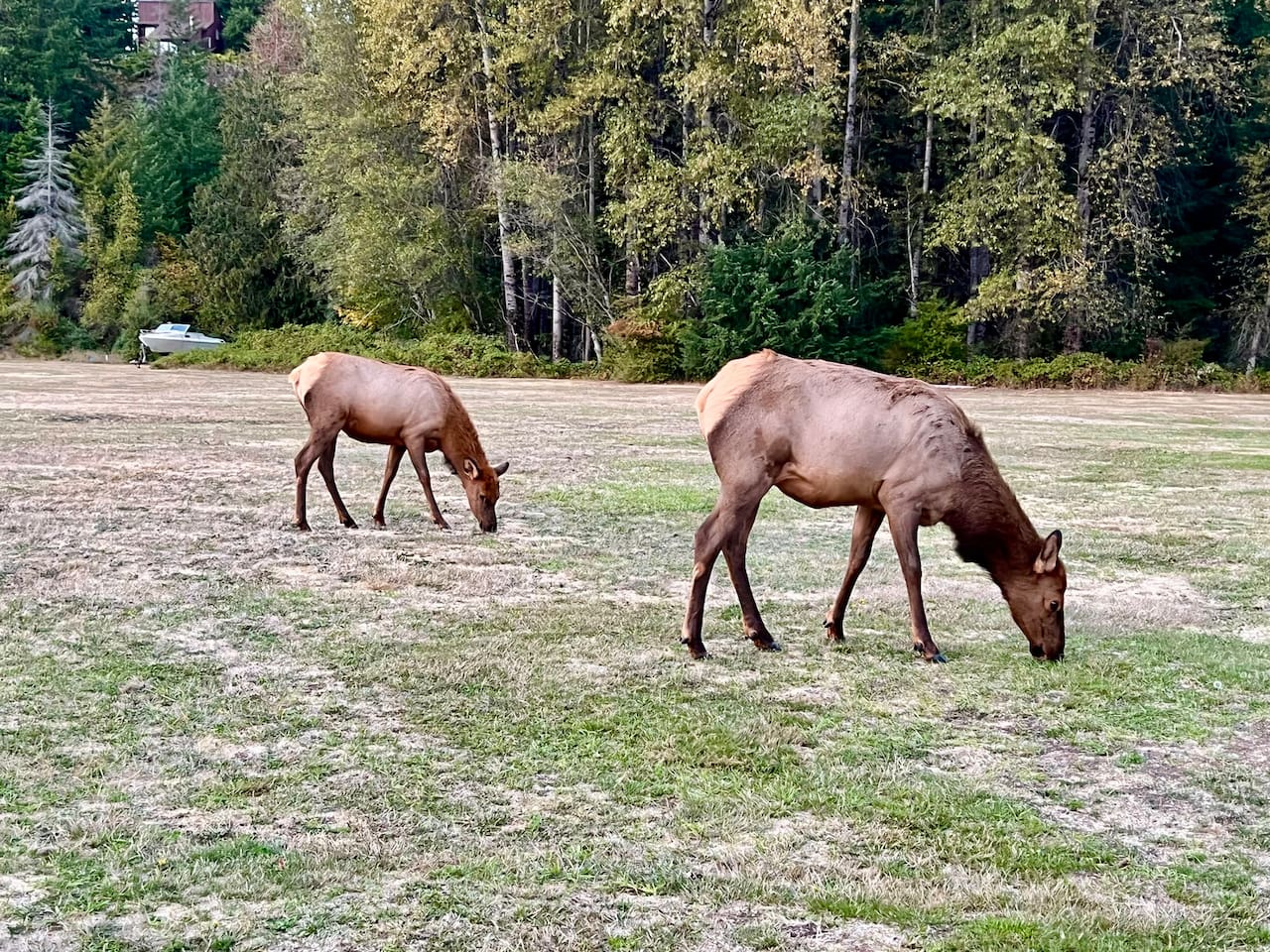 Members of the local elk herd.