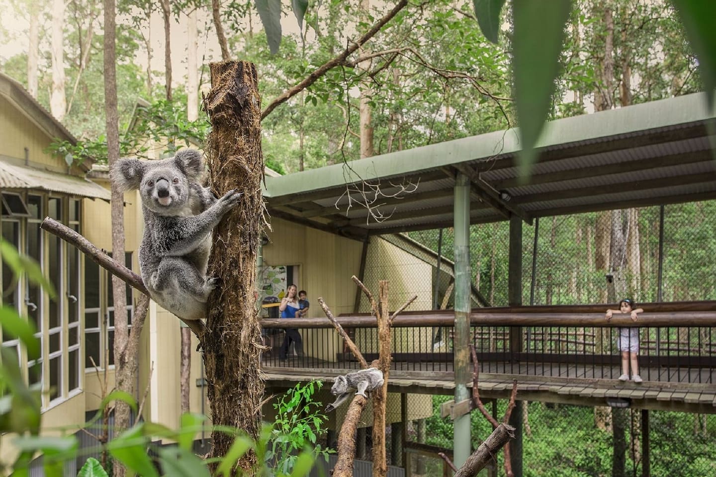 Daisy Hill Koala Centre is just 5 min drive from the home and is a wonderful family-friendly place. You can see koalas and learn about these and other Aussie creatures free of charge. Enjoy a family picnic in the forest afterwards!