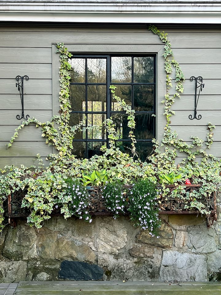 English ivy from main house
