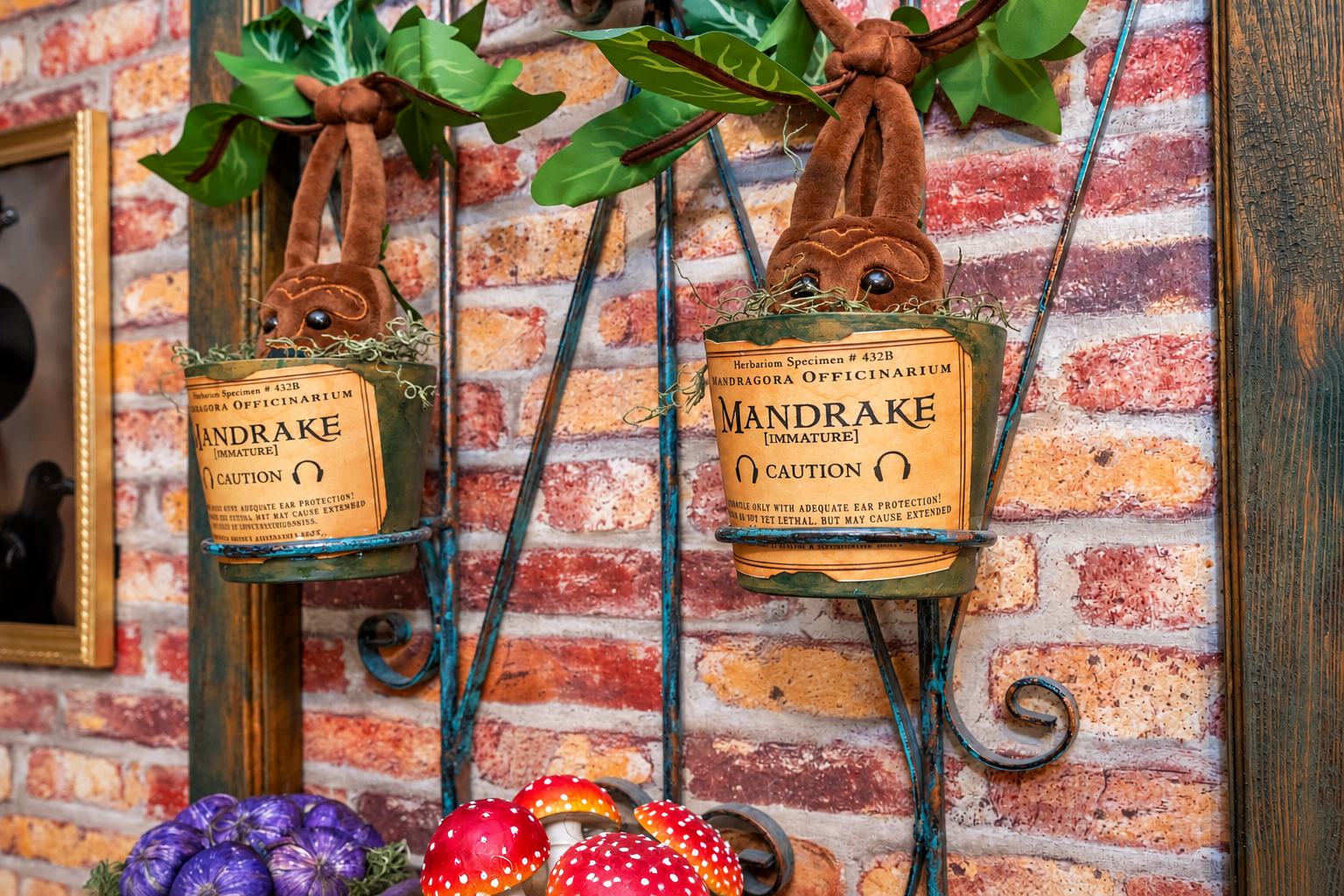 We'll be repotting Mandrakes today. Now, who can tell me the properties of the Mandrake?