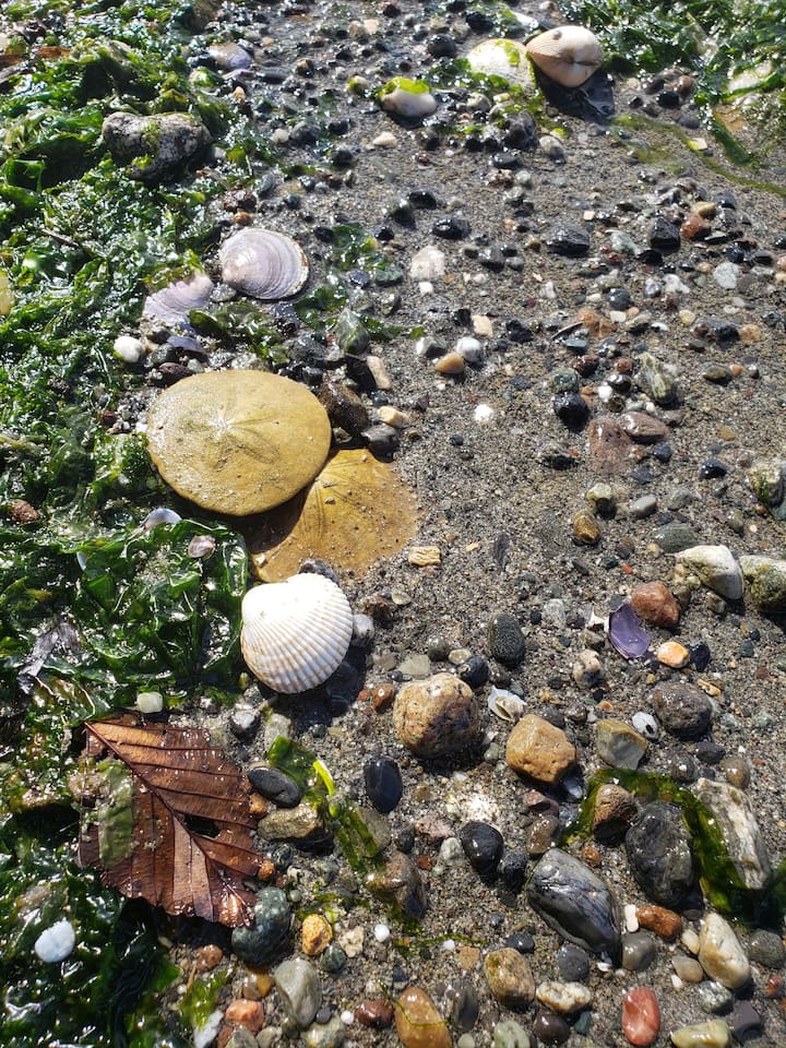 Beach combers delight! 
