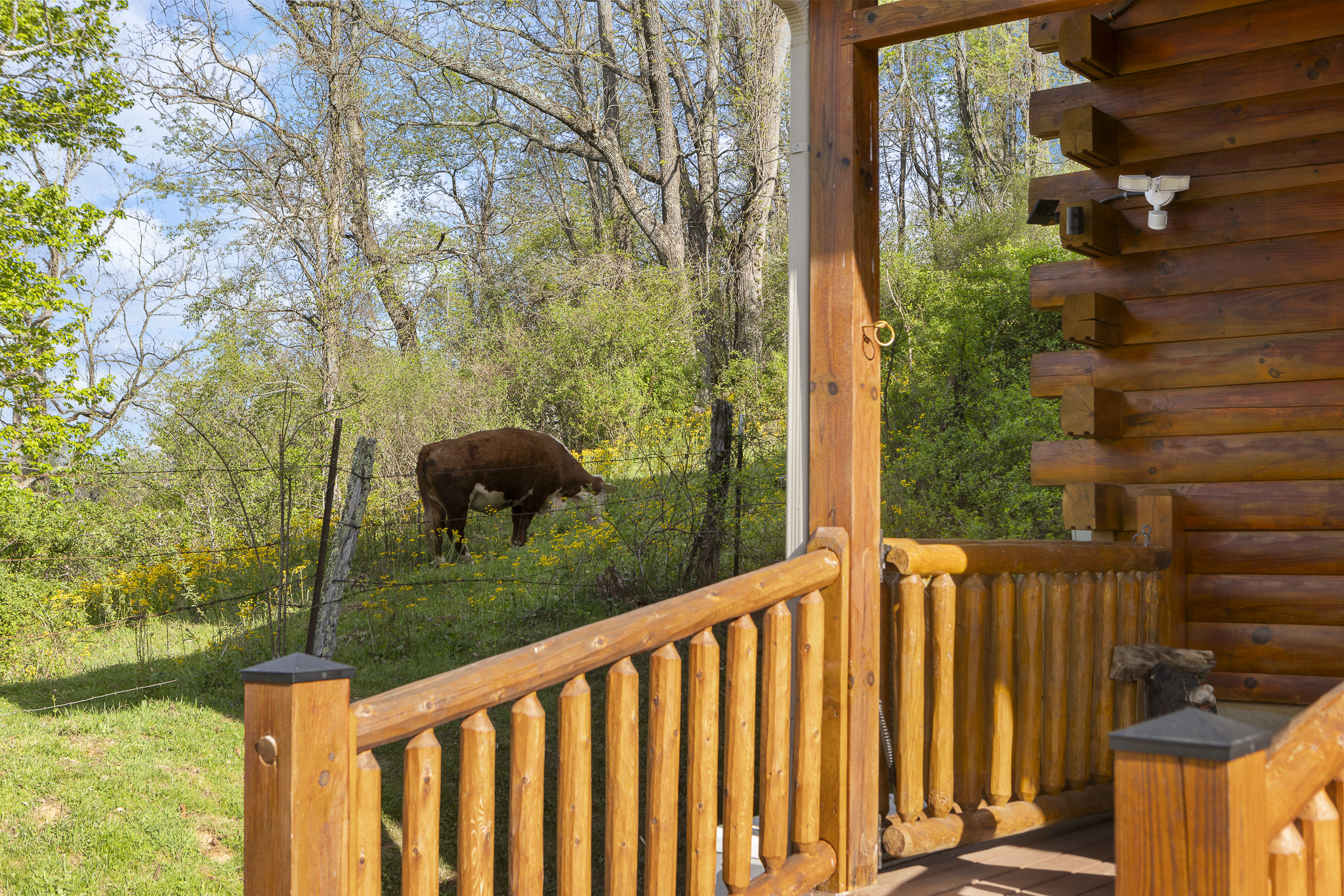 Porch View: Relax on the porch while enjoying scenic views of grazing cows and lush nature!