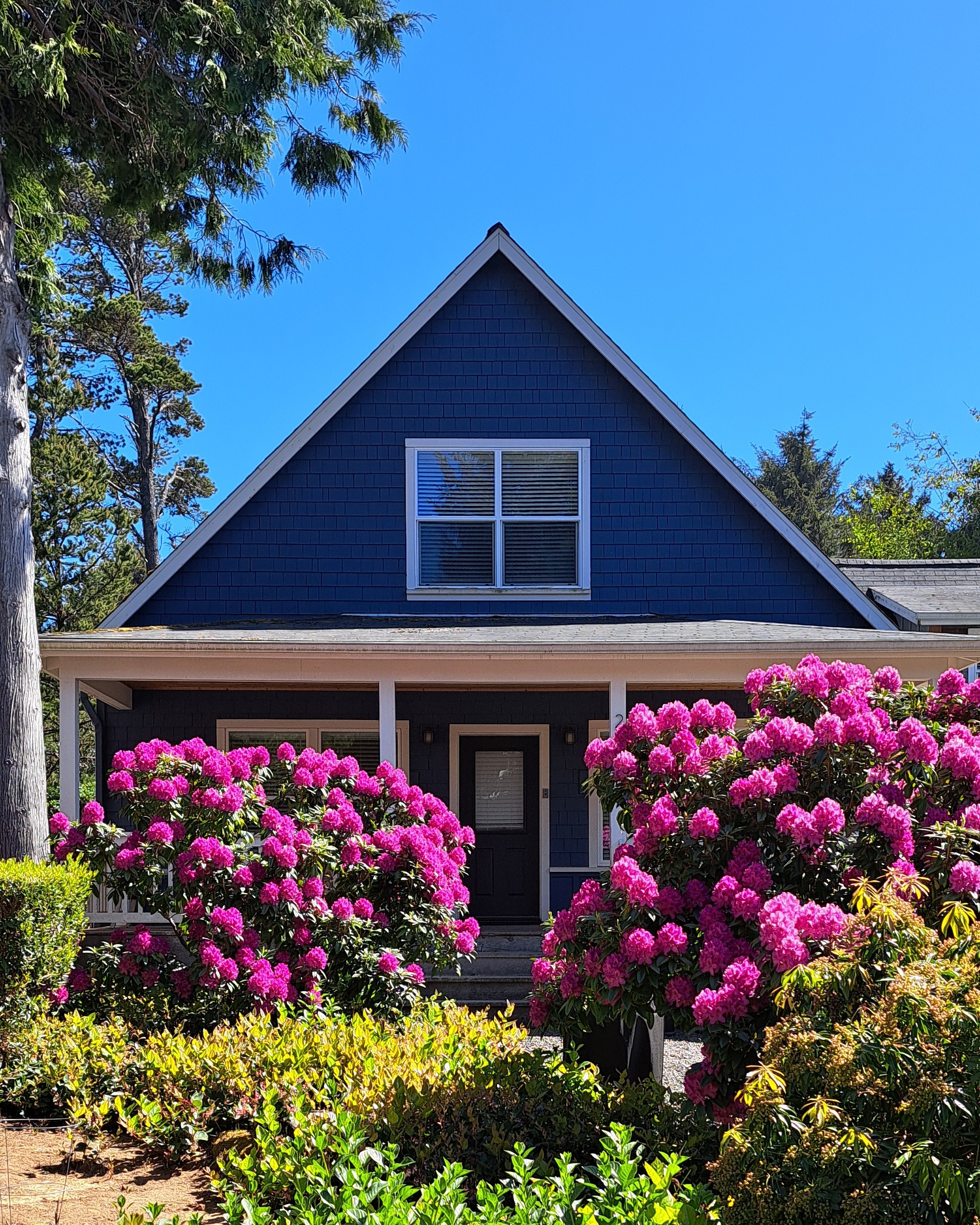 The beauty of rhododendrons in the spring