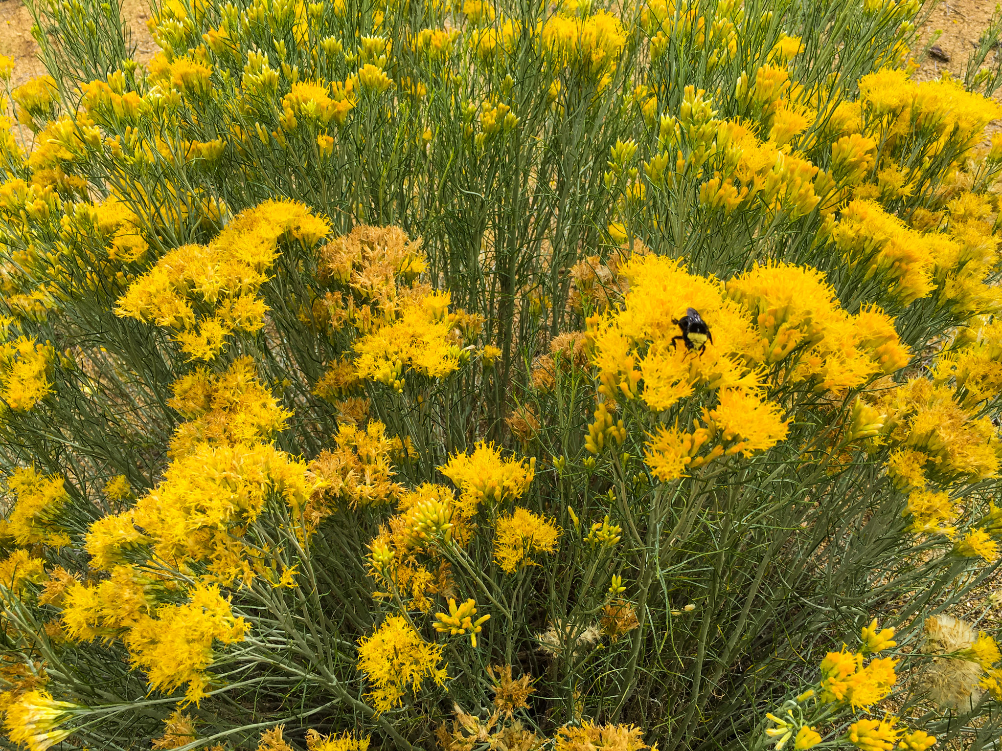 Bumble bee on wild flowers