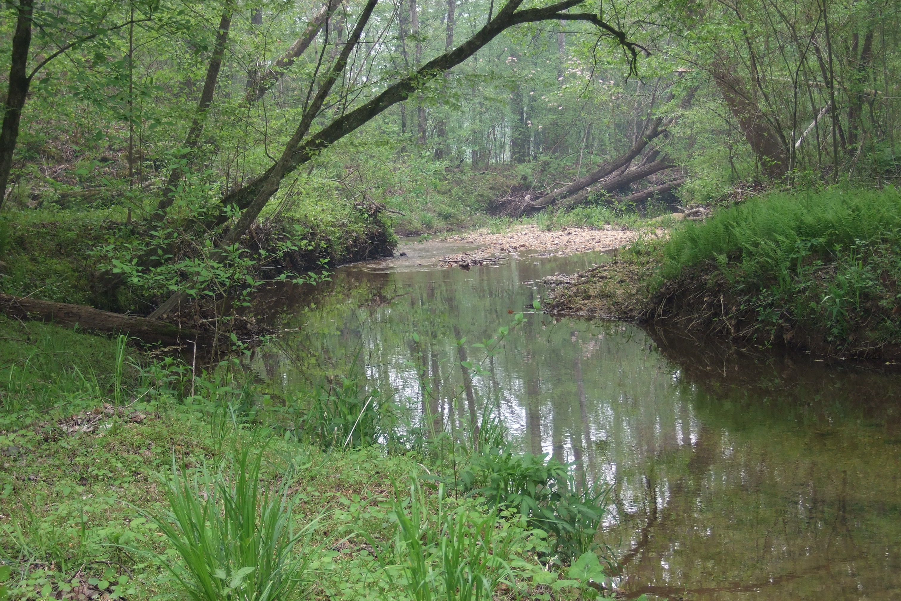 Creek at the back border of the property.