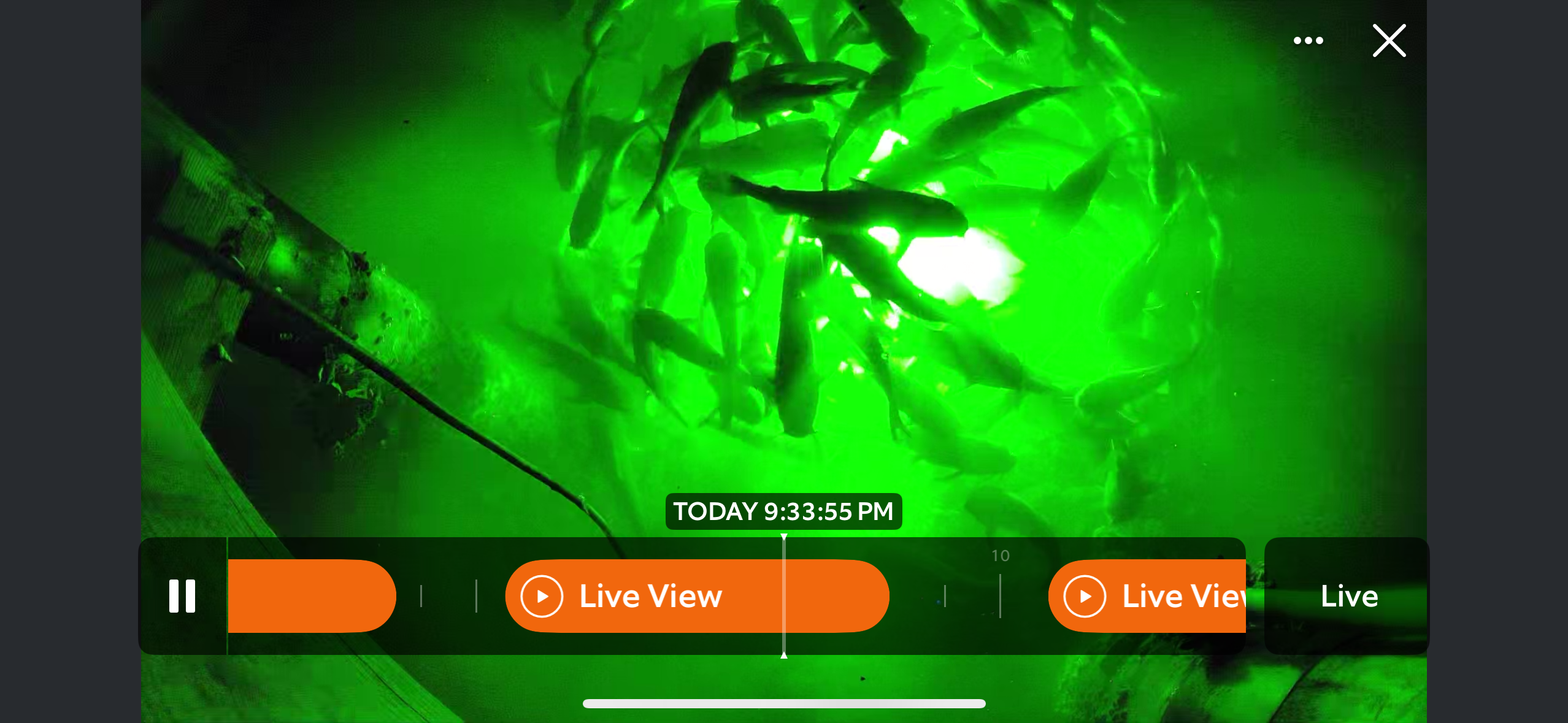 100's of fish a night visit the Cottage's underwater lights. Your personal aquarium!