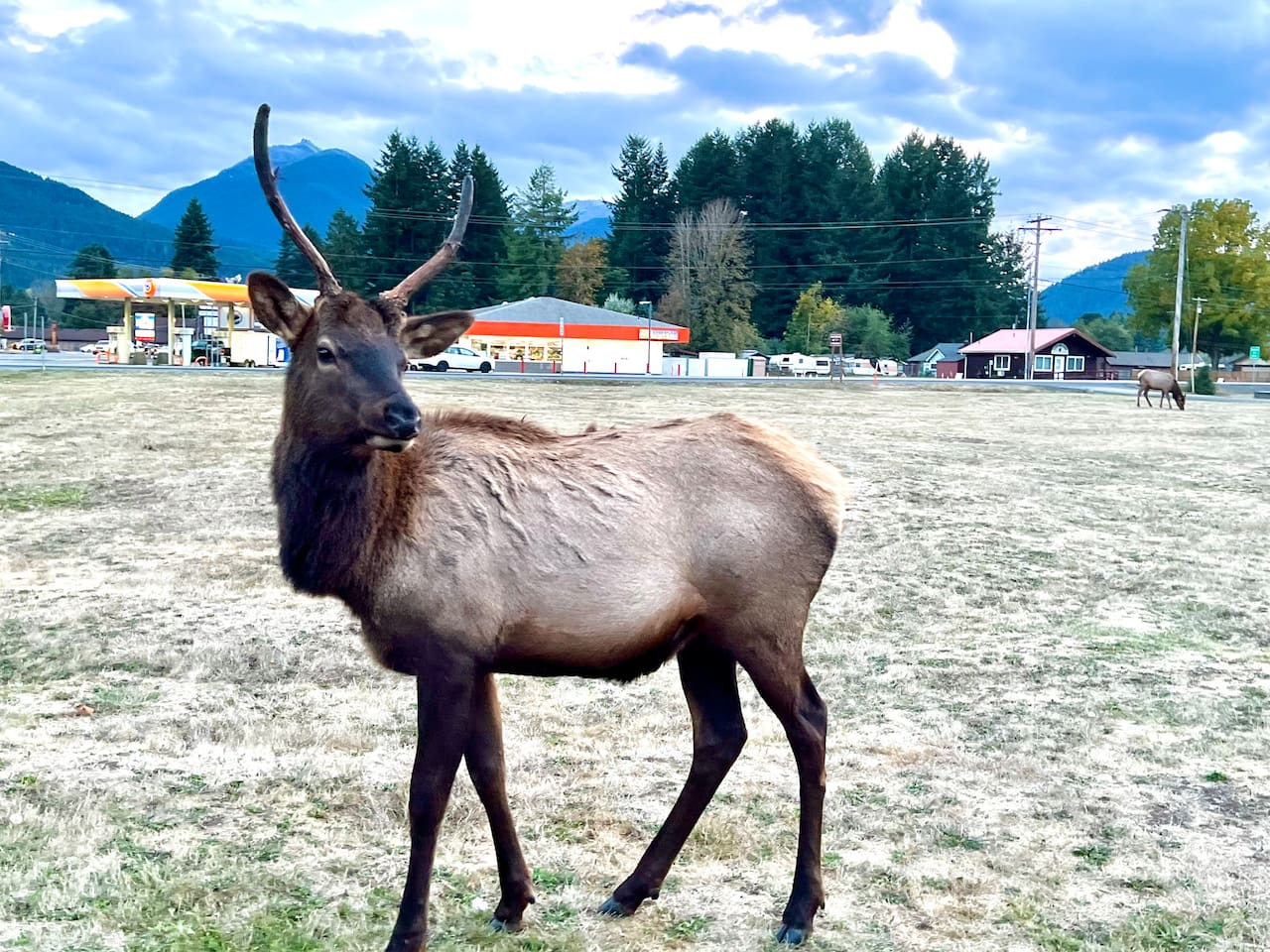 A member of local elk herd that can often be seen roaming in and around Packwood. 