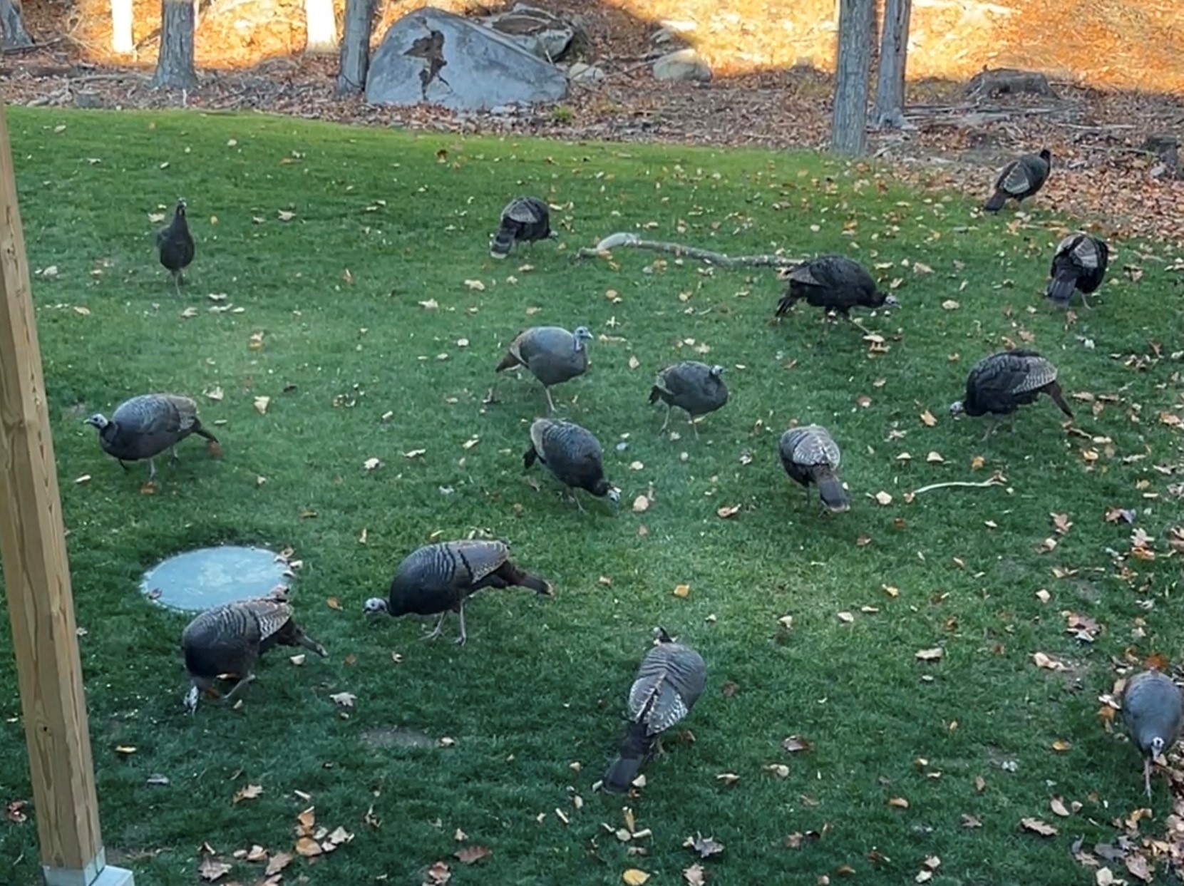 A few neighbors out for a morning snack