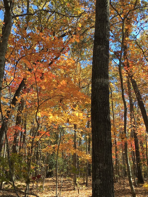 Gorgeous fall colors