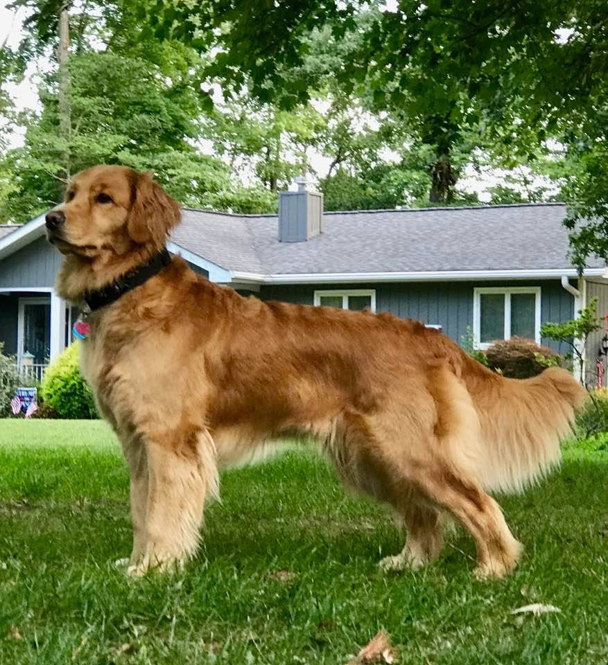 Meet our lovely Daisy! Pet-friendly getaway: Enjoy the spacious yard perfect for your furry friends to roam free!