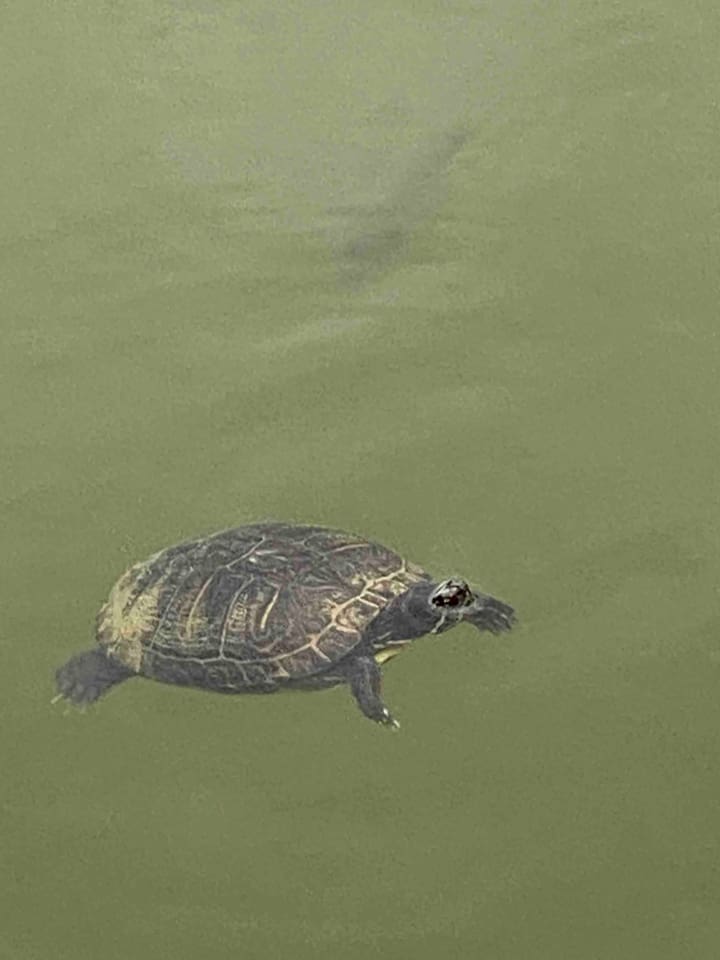 The turtles and fish love to be fed!