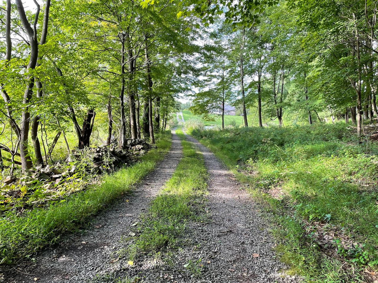 Forest walk