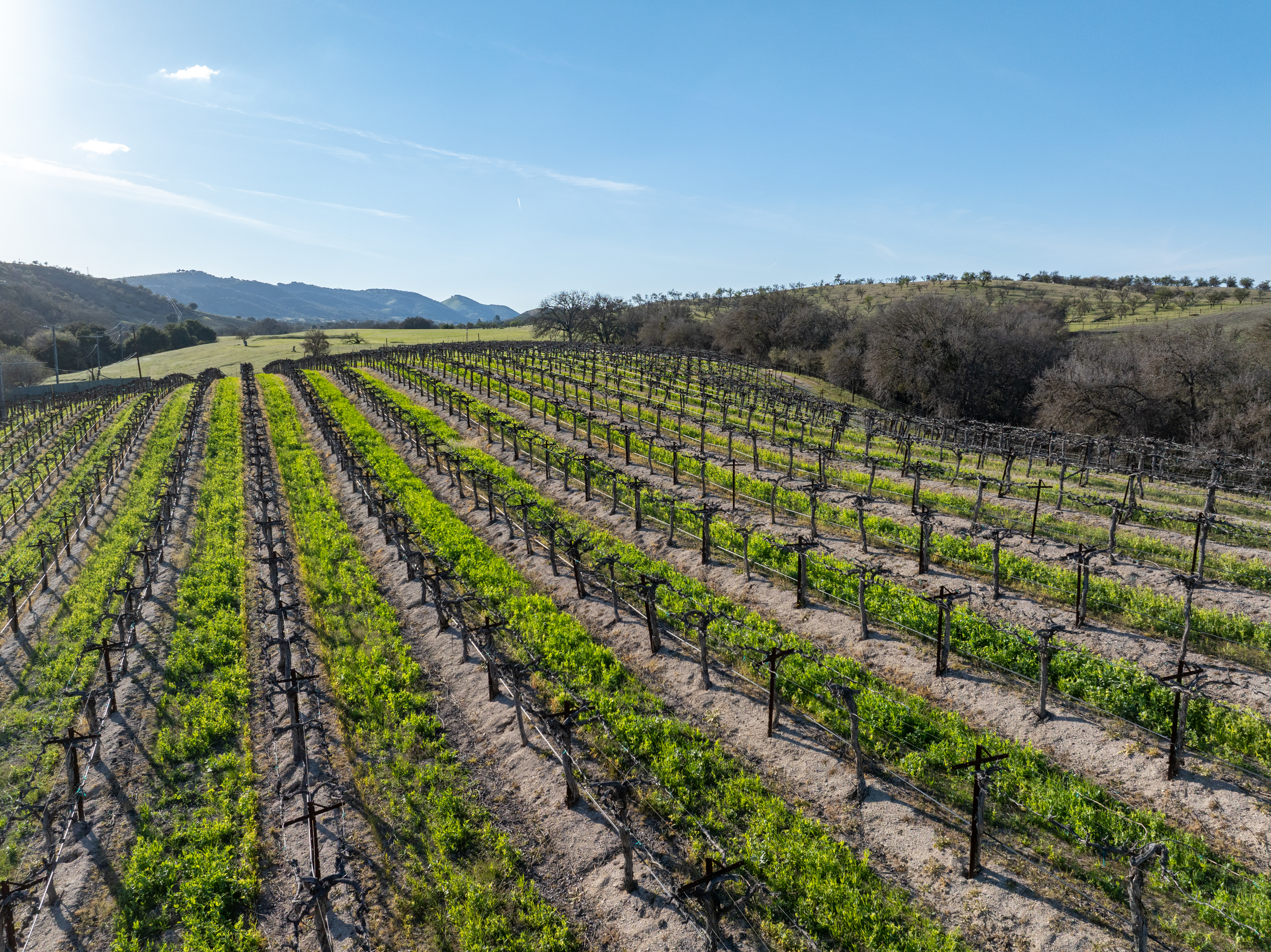 Take a stroll up to the vineyard and see what’s in season.