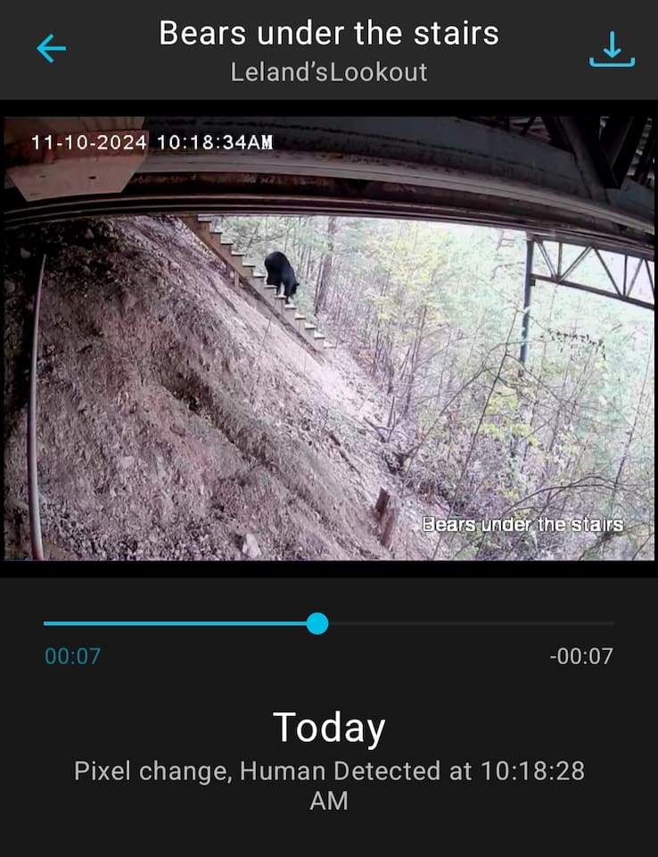 Bear using the stairs