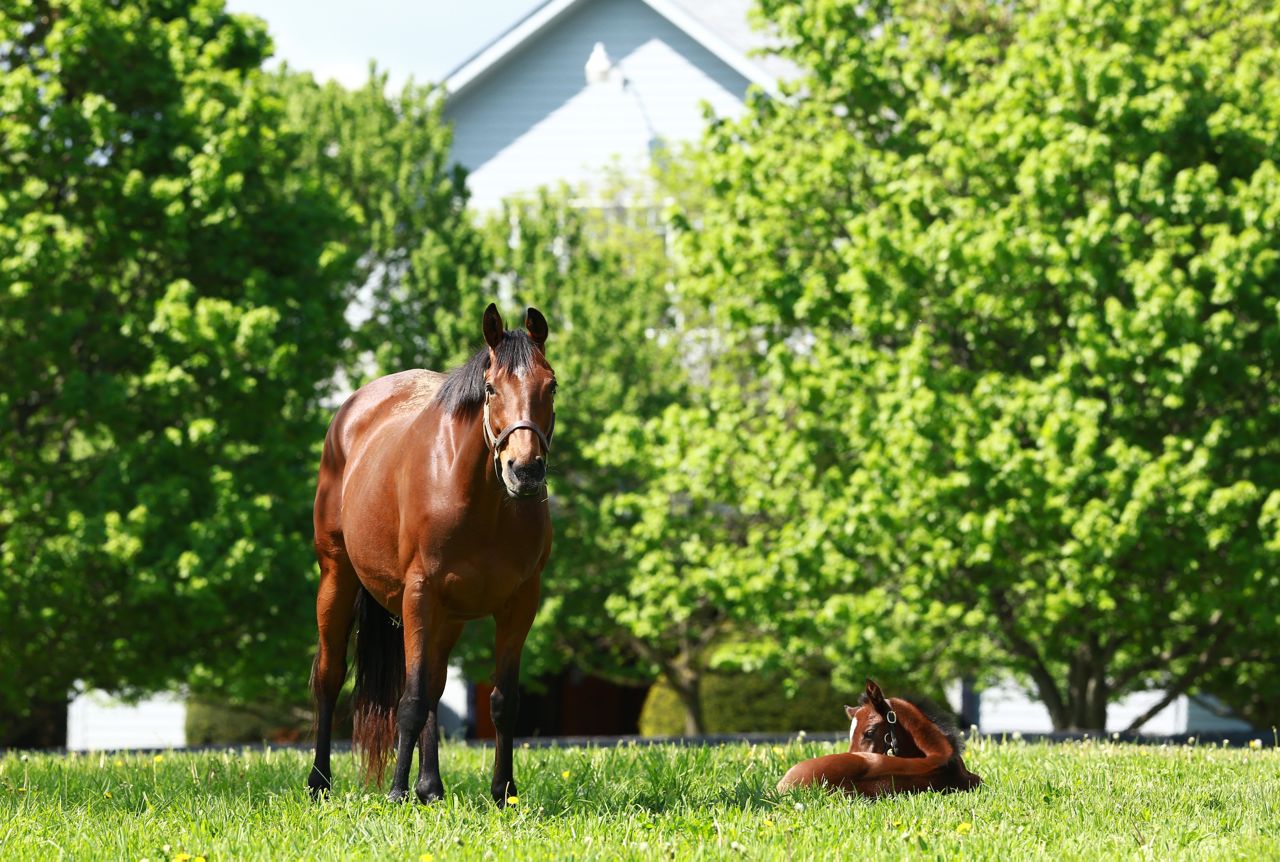 Foals and Mares