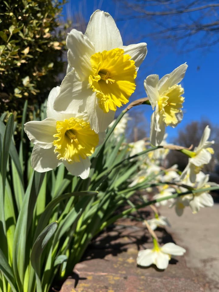 Daffodils around the neighborhood in Spring!