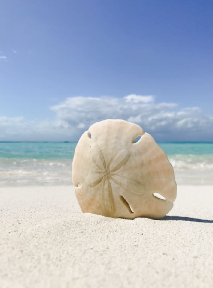 The surrounding beaches are known to have a lot of sand dollars. 