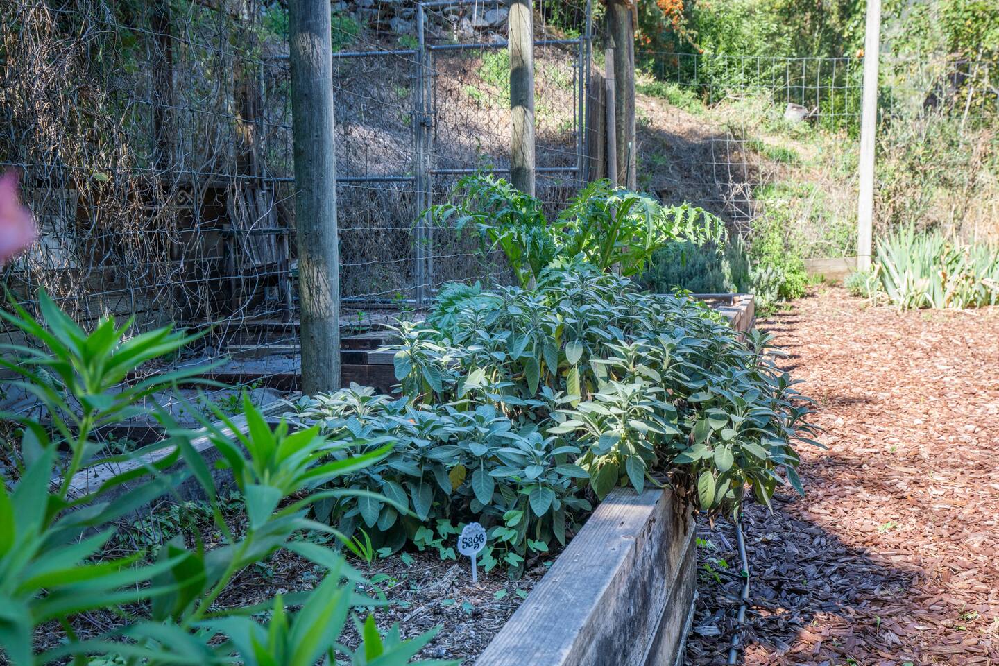Savor the flavor of our fresh sage - it's all yours to pick!