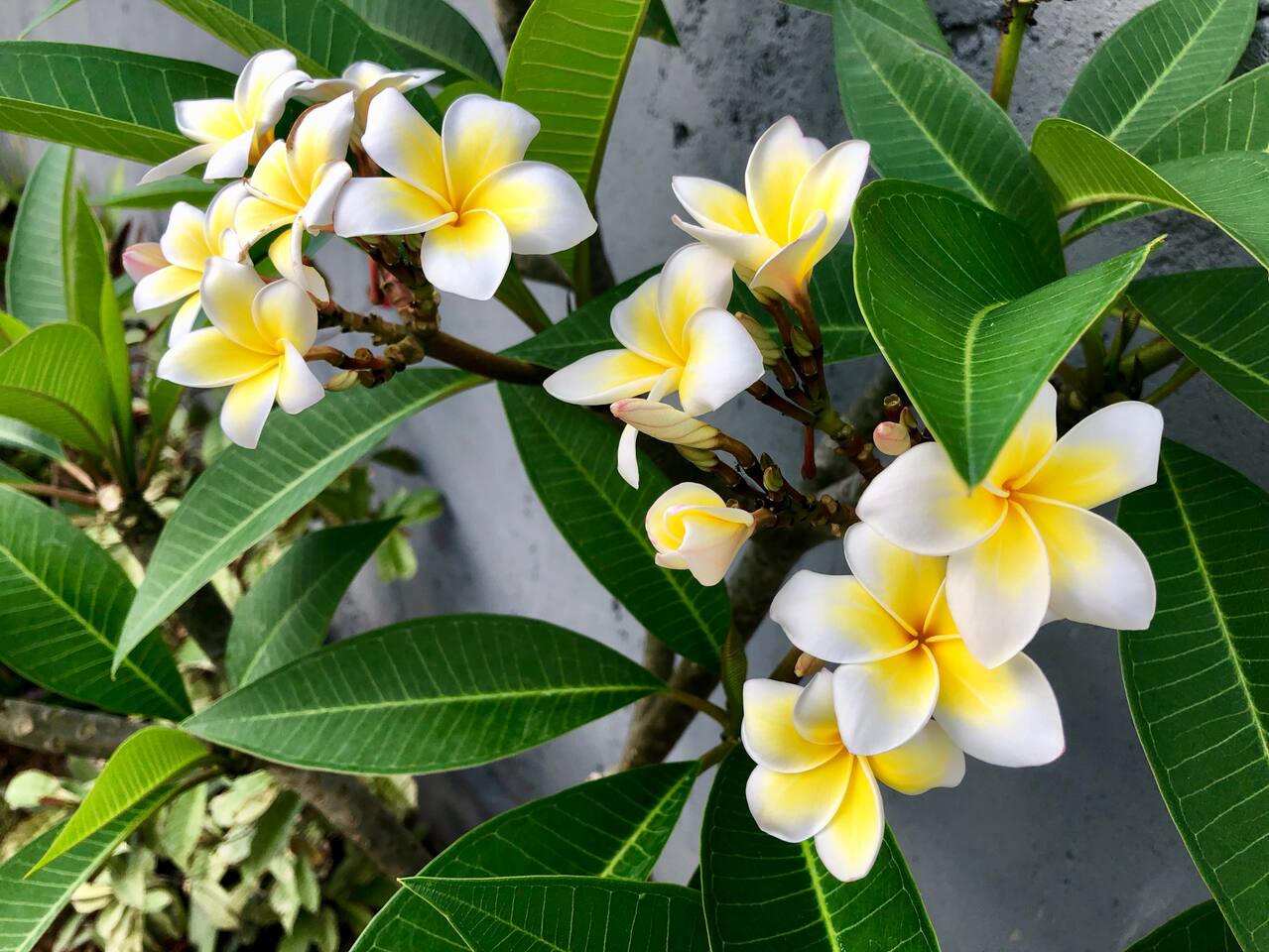 A touch of Bali's beauty in every bloom.