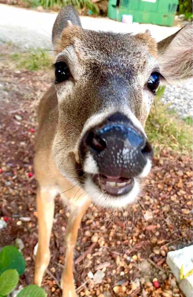 Say hi to our local resident! 
