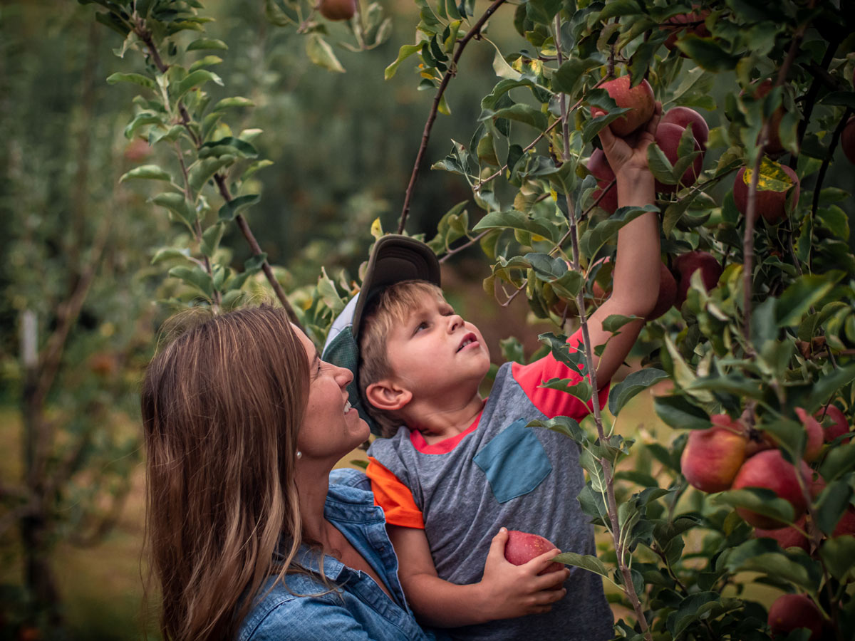 Family apple picking at Mercier Orchards in Blue Ridge GA with baskets of fresh apples