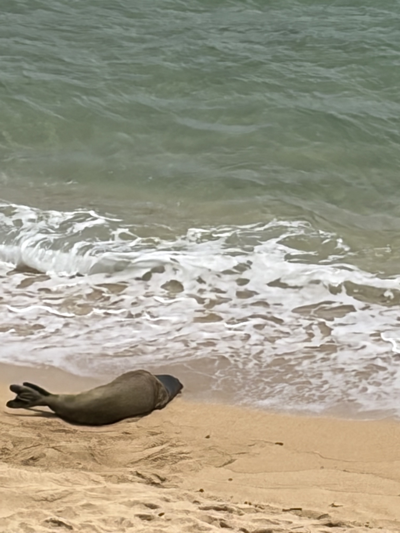 Sadie the Monk Seal pays a visit to our beach