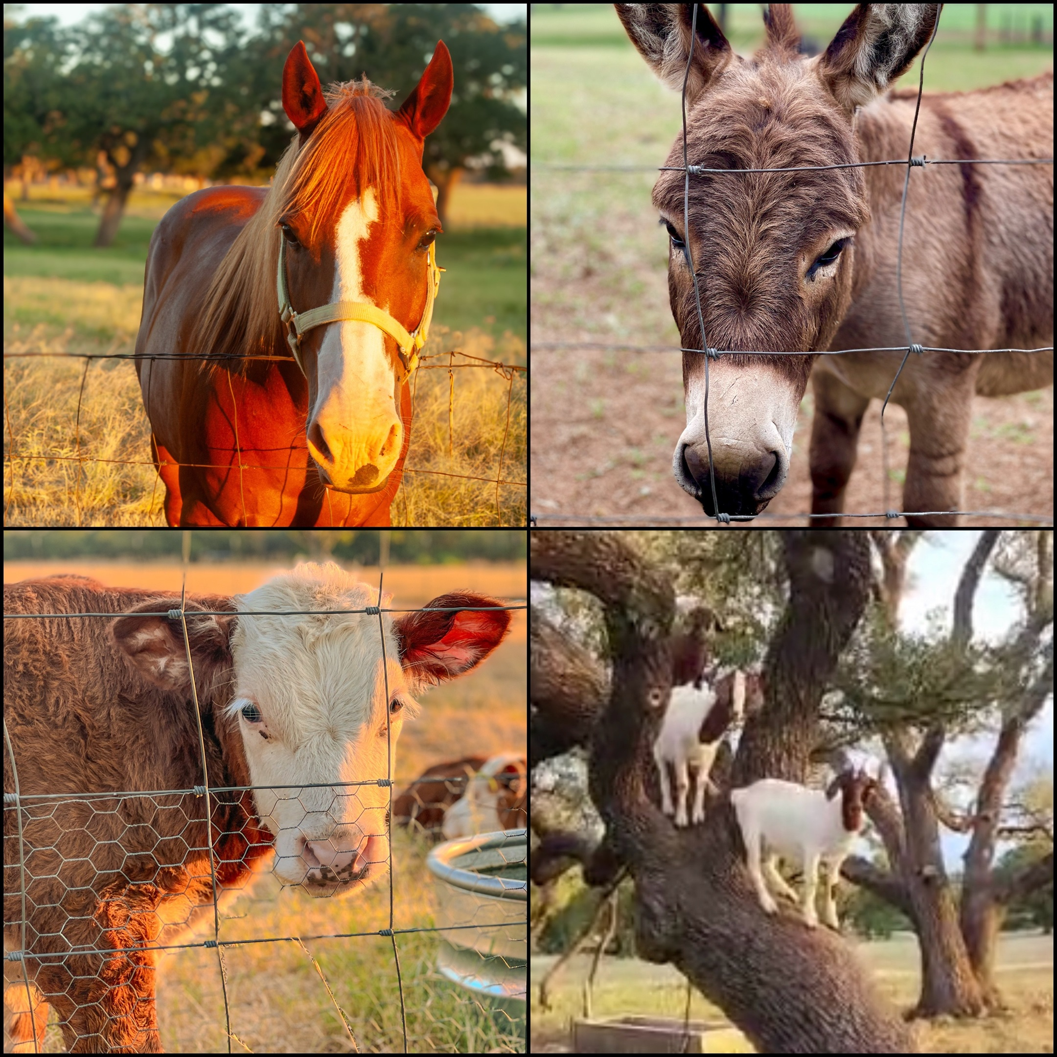 You never know who may greet you or just be hanging around