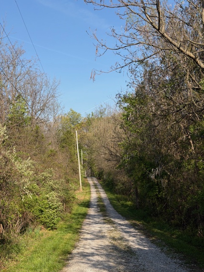Looking down the tree lined gravel driveway