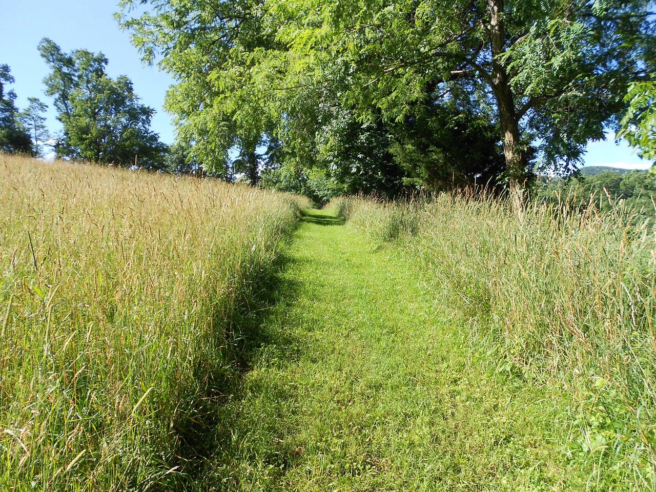 Walking path around our pasture
