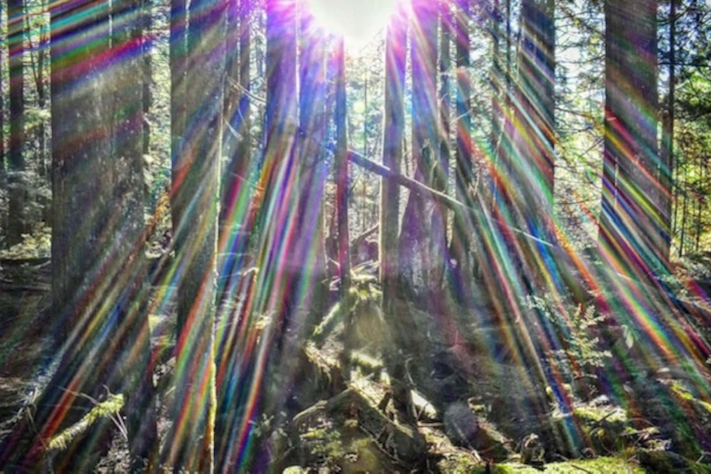 Sunlight filtering through a mature forest