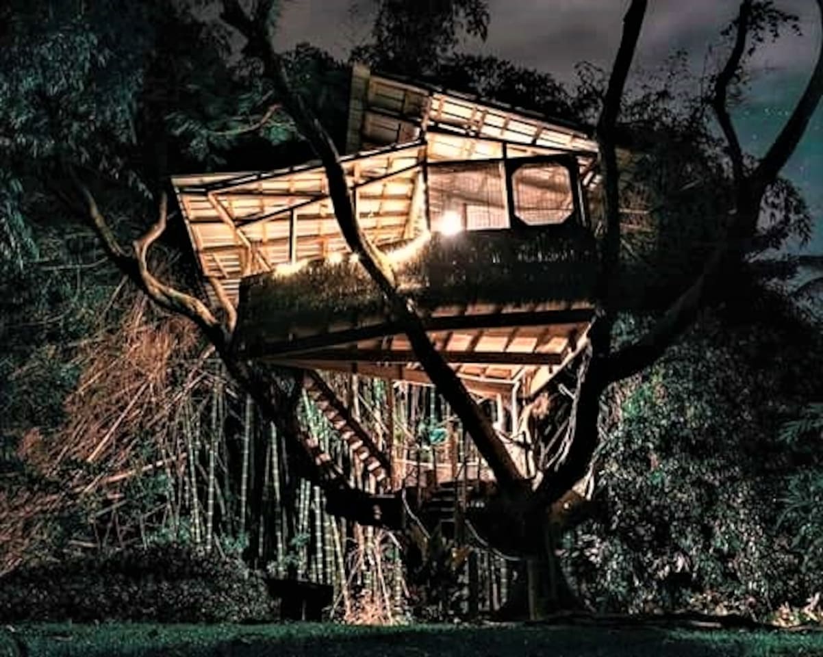 Night Glow at the Treehouse of Life