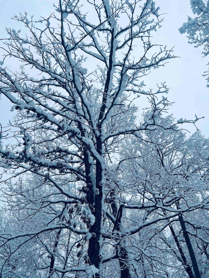 The snow covered trees are beautiful. 