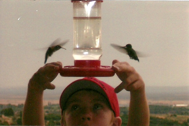 Hummingbirds at kitchen window