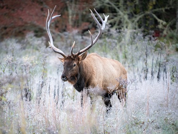 elk