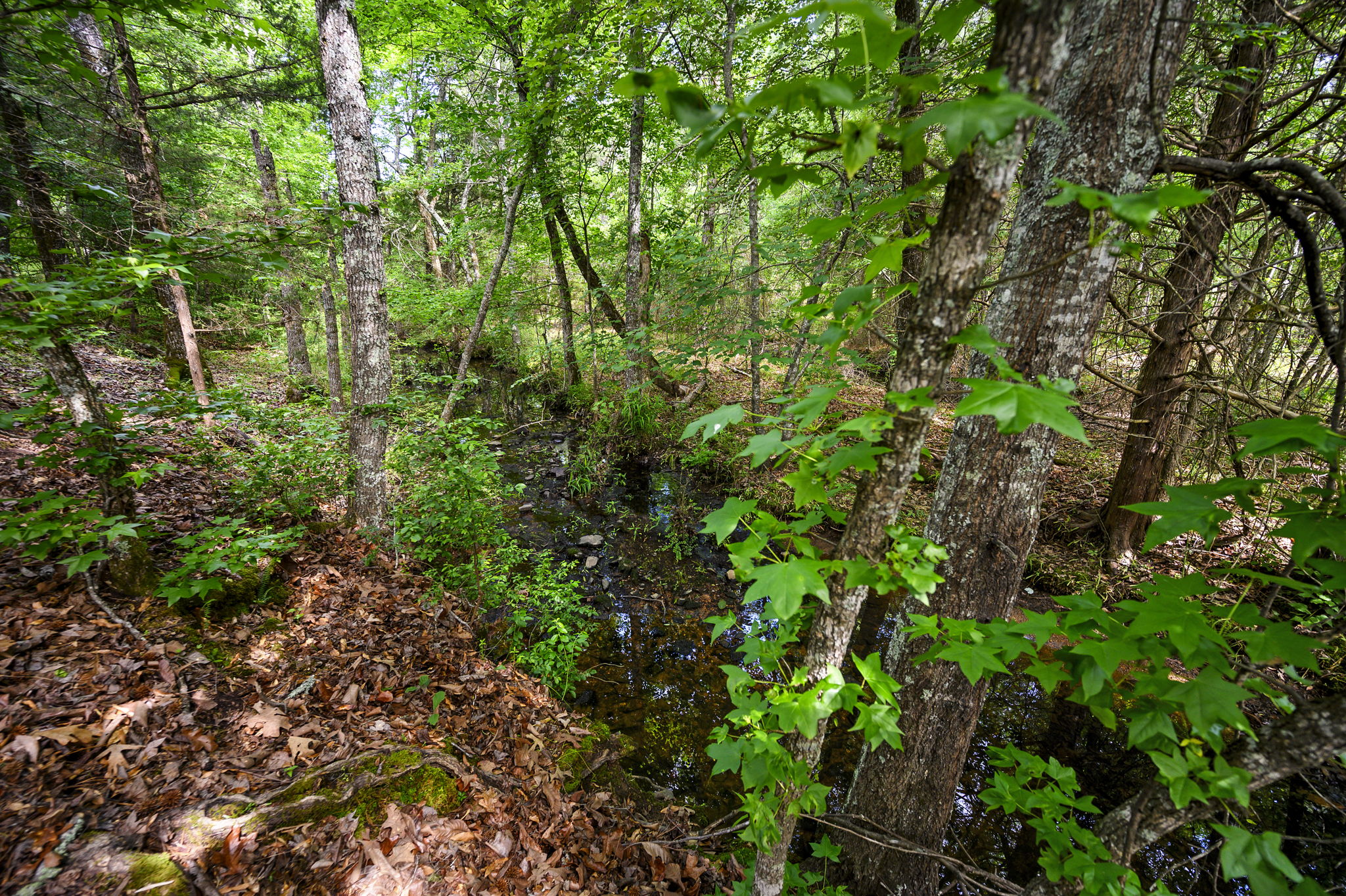 Overlooks Seasonal Creek