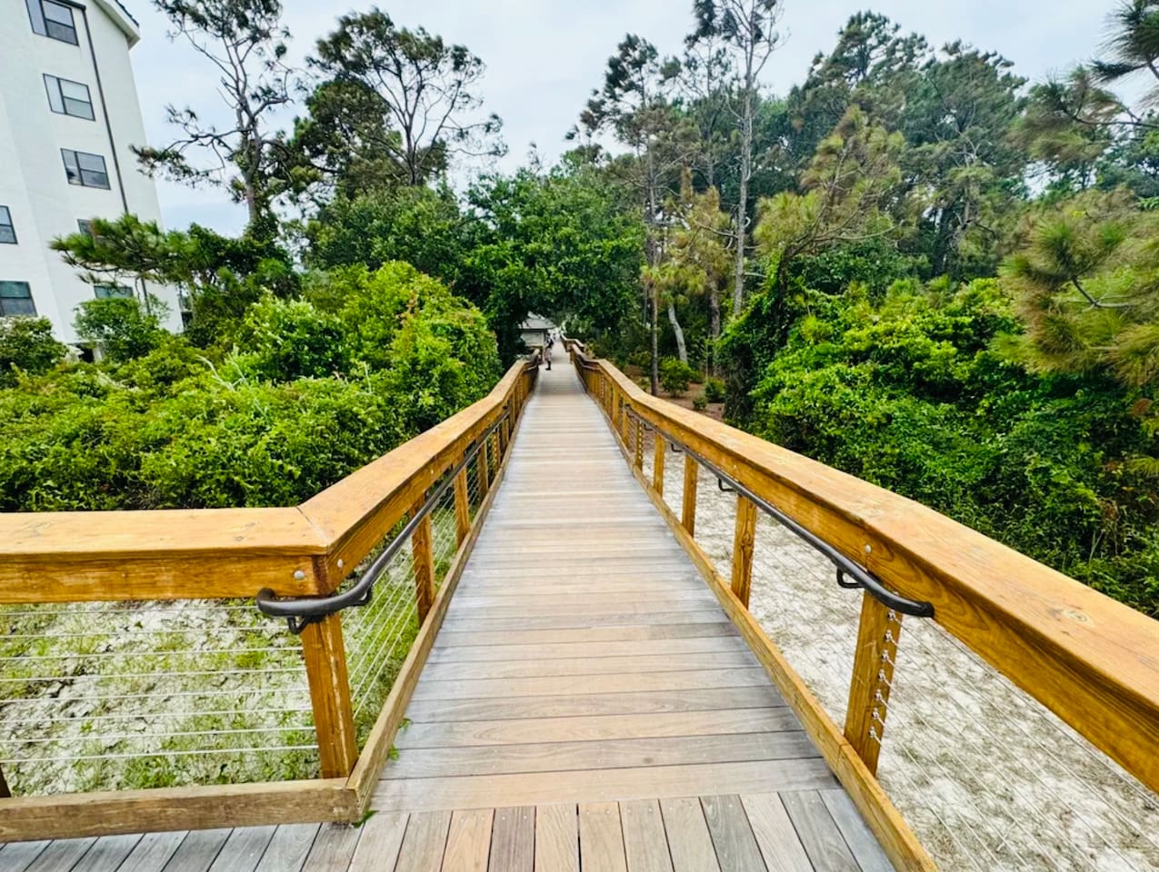 Boardwalk through the trees