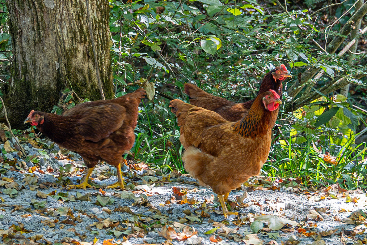 Meet the local welcoming committee! Our friendly, free-range chickens love to explore the property and might even greet you on your walk through the woods.