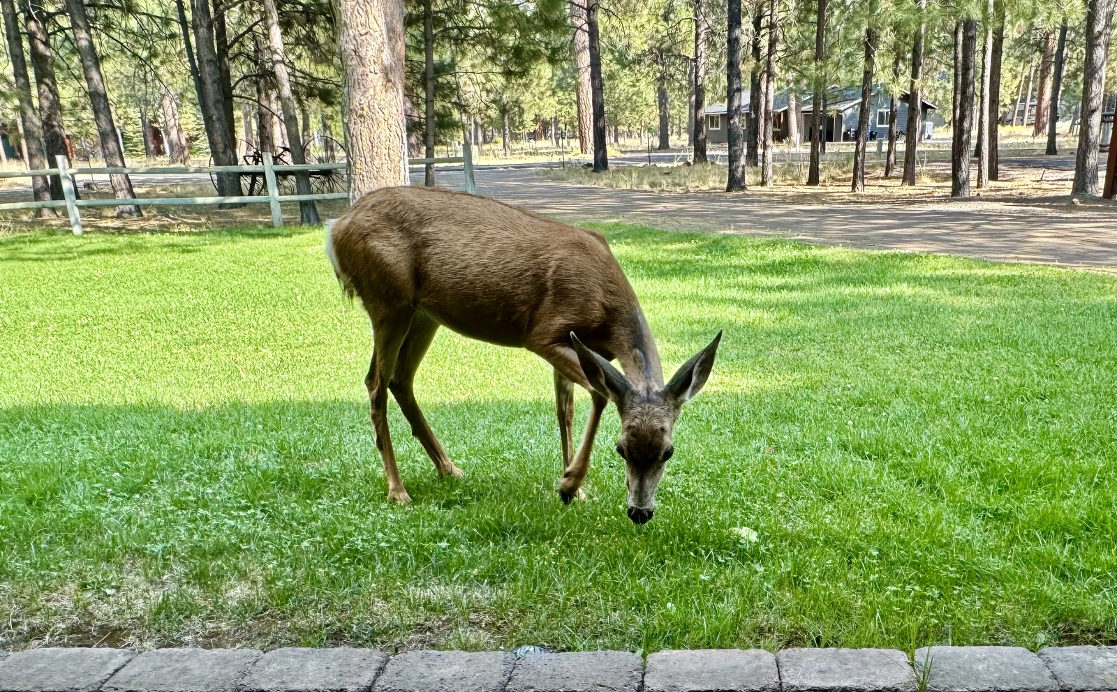 Front Yard Visitor