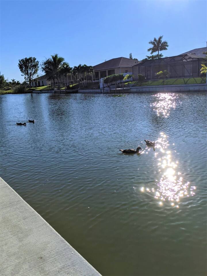 Nature’s guests — ducks enjoying their time in the water by the canal!