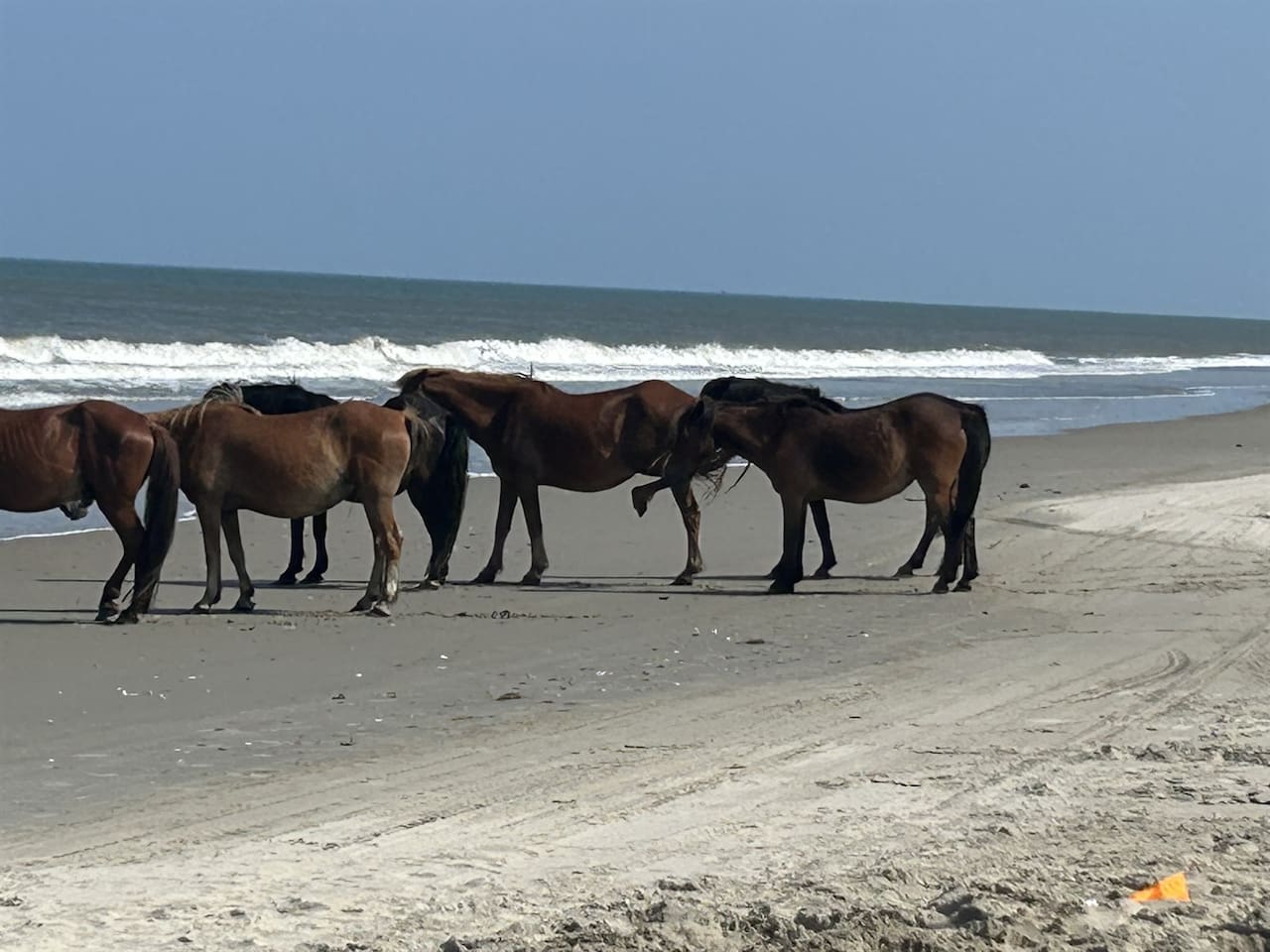 Wild horses roaming the nearby beach area